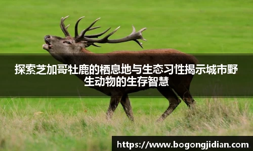 探索芝加哥牡鹿的栖息地与生态习性揭示城市野生动物的生存智慧
